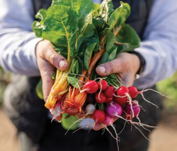 Image: Harvest Dinner Series