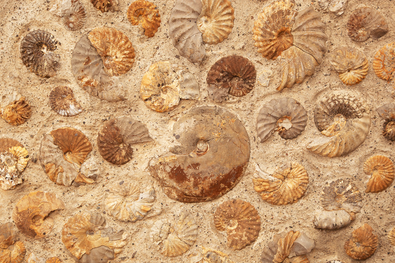 Image: Avalon Library Currier's Fossil Show