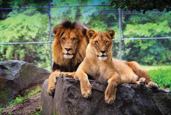Male and female lions at the Cape May County Zoo