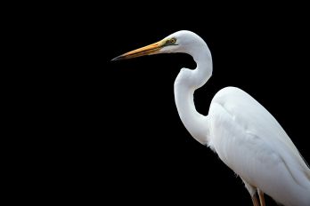 A white heron shore bird